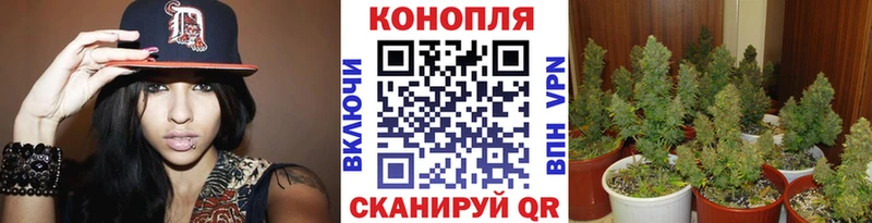блэк спрут зеркало  как найти закладки  Павловский Посад  Бошки марихуана Ganja 